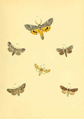 Reproducción/Reproduction 6139906421: Sammlung neuer oder wenig bekannter aussereuropäischer Schmetterlinge. Bd.1. Regensburg :G.J. Manz,1850/1858 [i.e. 1858-1869]