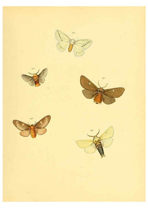 Reproducción/Reproduction 6139906167: Sammlung neuer oder wenig bekannter aussereuropäischer Schmetterlinge. Bd.1. Regensburg :G.J. Manz,1850/1858 [i.e. 1858-1869]