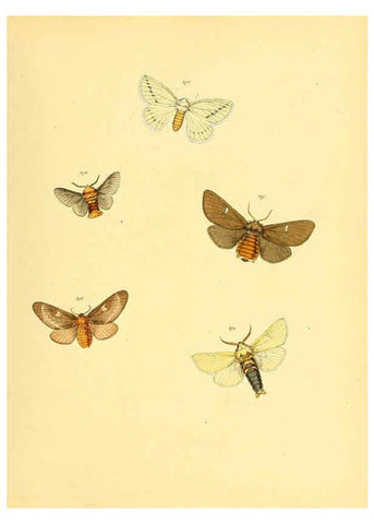 Reproducción/Reproduction 6139906167: Sammlung neuer oder wenig bekannter aussereuropäischer Schmetterlinge. Bd.1. Regensburg :G.J. Manz,1850/1858 [i.e. 1858-1869]