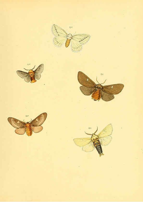 Reproducción/Reproduction 6139906167: Sammlung neuer oder wenig bekannter aussereuropäischer Schmetterlinge. Bd.1. Regensburg :G.J. Manz,1850/1858 [i.e. 1858-1869]