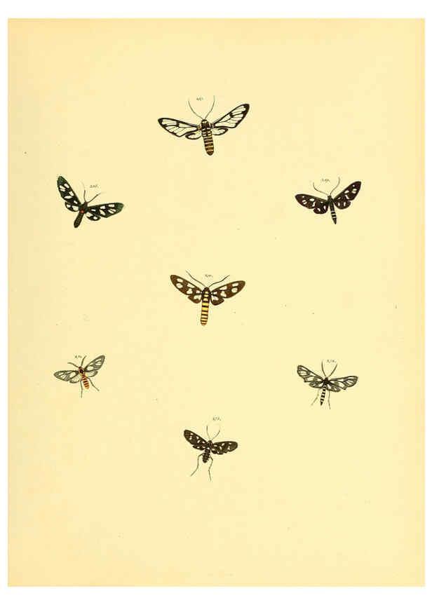 Reproducción/Reproduction 6140442258: Sammlung neuer oder wenig bekannter aussereuropäischer Schmetterlinge. Bd.1. Regensburg :G.J. Manz,1850/1858 [i.e. 1858-1869]