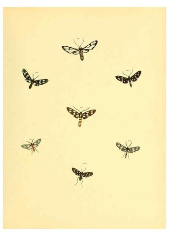 Reproducción/Reproduction 6140442258: Sammlung neuer oder wenig bekannter aussereuropäischer Schmetterlinge. Bd.1. Regensburg :G.J. Manz,1850/1858 [i.e. 1858-1869]