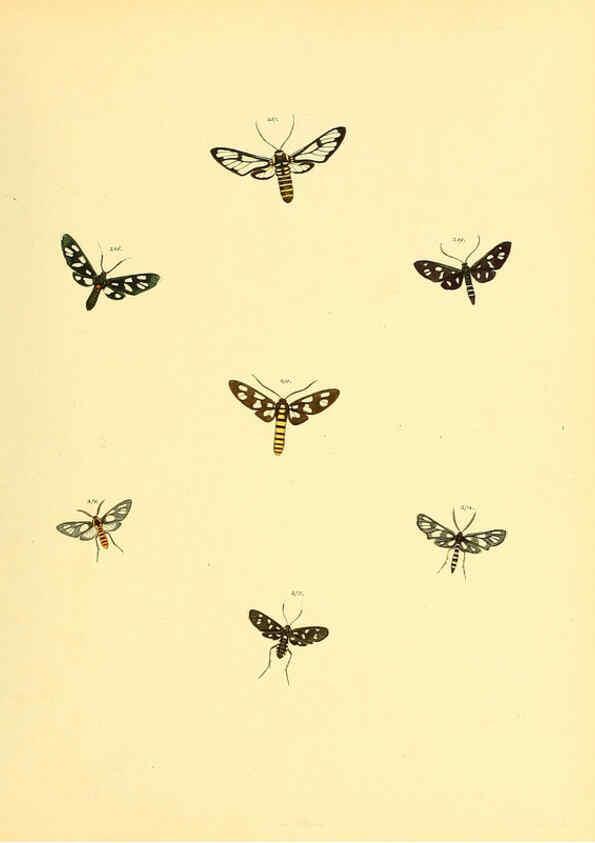 Reproducción/Reproduction 6140442258: Sammlung neuer oder wenig bekannter aussereuropäischer Schmetterlinge. Bd.1. Regensburg :G.J. Manz,1850/1858 [i.e. 1858-1869]