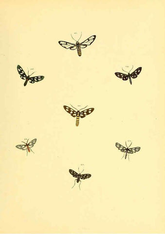 Reproducción/Reproduction 6140442258: Sammlung neuer oder wenig bekannter aussereuropäischer Schmetterlinge. Bd.1. Regensburg :G.J. Manz,1850/1858 [i.e. 1858-1869]