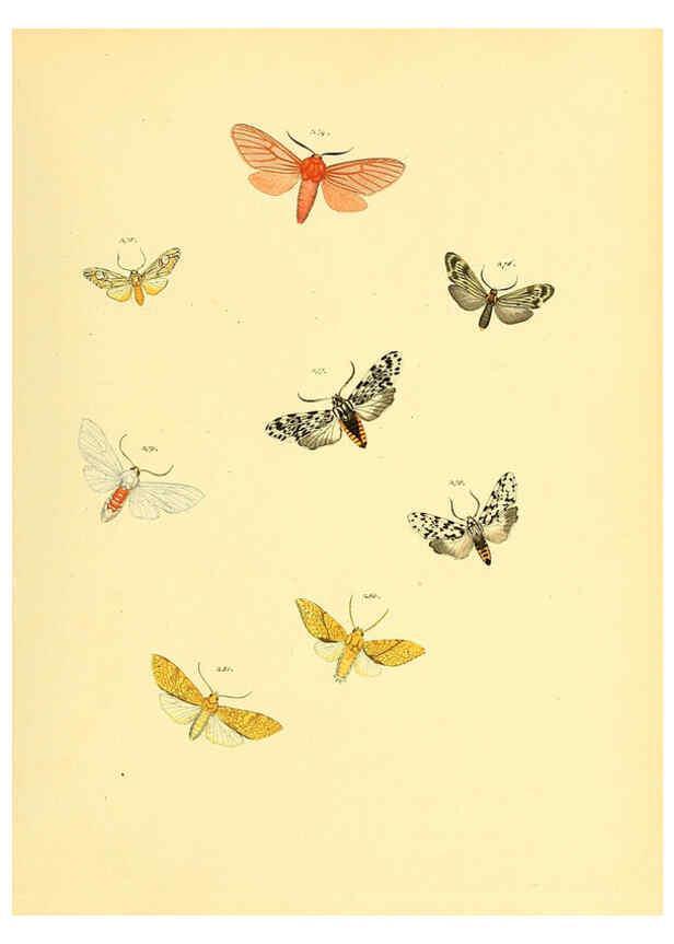 Reproducción/Reproduction 6140442620: Sammlung neuer oder wenig bekannter aussereuropäischer Schmetterlinge. Bd.1. Regensburg :G.J. Manz,1850/1858 [i.e. 1858-1869]