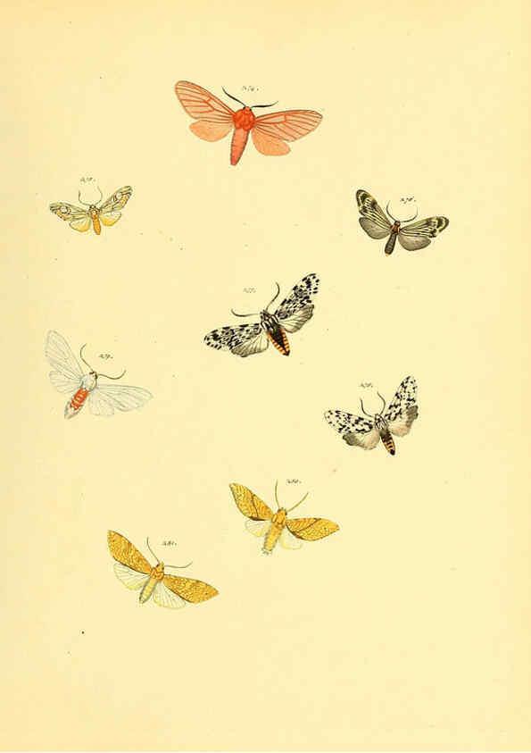 Reproducción/Reproduction 6140442620: Sammlung neuer oder wenig bekannter aussereuropäischer Schmetterlinge. Bd.1. Regensburg :G.J. Manz,1850/1858 [i.e. 1858-1869]