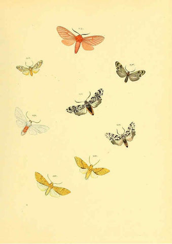 Reproducción/Reproduction 6140442620: Sammlung neuer oder wenig bekannter aussereuropäischer Schmetterlinge. Bd.1. Regensburg :G.J. Manz,1850/1858 [i.e. 1858-1869]