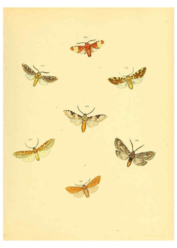 Reproducción/Reproduction 6140442956: Sammlung neuer oder wenig bekannter aussereuropäischer Schmetterlinge. Bd.1. Regensburg :G.J. Manz,1850/1858 [i.e. 1858-1869]