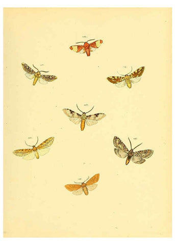 Reproducción/Reproduction 6140442956: Sammlung neuer oder wenig bekannter aussereuropäischer Schmetterlinge. Bd.1. Regensburg :G.J. Manz,1850/1858 [i.e. 1858-1869]