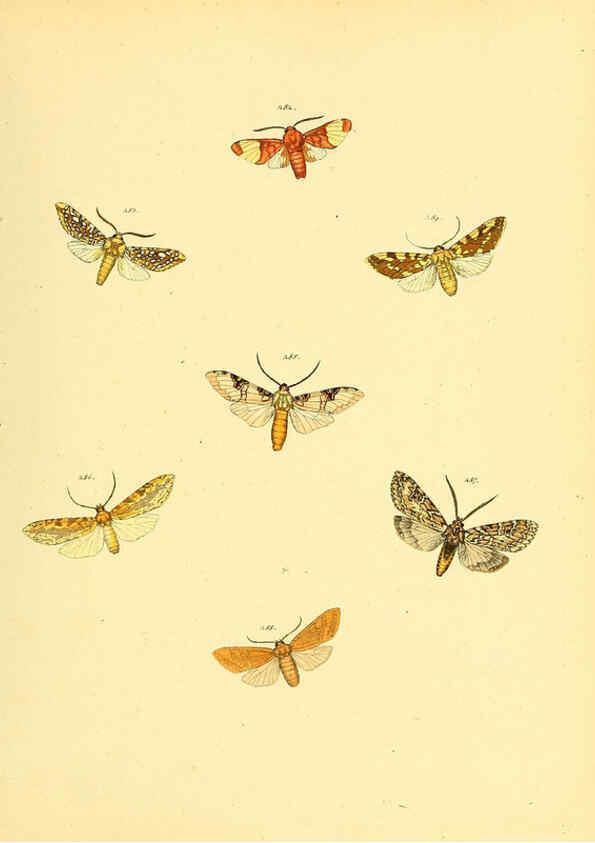 Reproducción/Reproduction 6140442956: Sammlung neuer oder wenig bekannter aussereuropäischer Schmetterlinge. Bd.1. Regensburg :G.J. Manz,1850/1858 [i.e. 1858-1869]