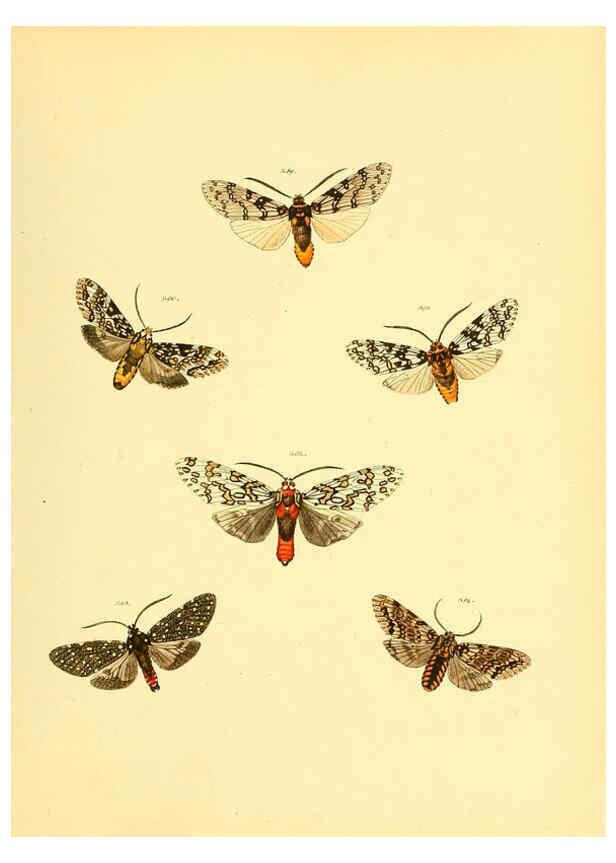 Reproducción/Reproduction 6139891825: Sammlung neuer oder wenig bekannter aussereuropäischer Schmetterlinge. Bd.1. Regensburg :G.J. Manz,1850/1858 [i.e. 1858-1869]