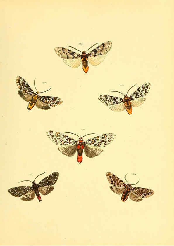 Reproducción/Reproduction 6139891825: Sammlung neuer oder wenig bekannter aussereuropäischer Schmetterlinge. Bd.1. Regensburg :G.J. Manz,1850/1858 [i.e. 1858-1869]