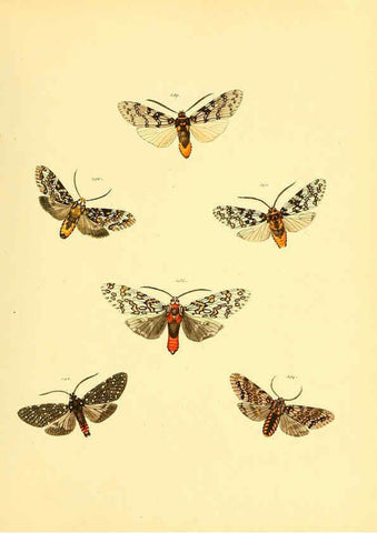 Reproducción/Reproduction 6139891825: Sammlung neuer oder wenig bekannter aussereuropäischer Schmetterlinge. Bd.1. Regensburg :G.J. Manz,1850/1858 [i.e. 1858-1869]
