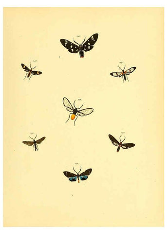 Reproducción/Reproduction 6140443730: Sammlung neuer oder wenig bekannter aussereuropäischer Schmetterlinge. Bd.1. Regensburg :G.J. Manz,1850/1858 [i.e. 1858-1869]
