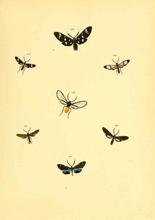 Reproducción/Reproduction 6140443730: Sammlung neuer oder wenig bekannter aussereuropäischer Schmetterlinge. Bd.1. Regensburg :G.J. Manz,1850/1858 [i.e. 1858-1869]