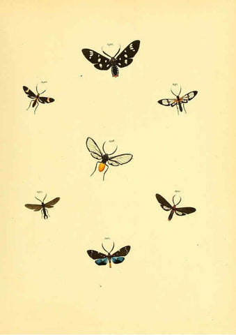 Reproducción/Reproduction 6140443730: Sammlung neuer oder wenig bekannter aussereuropäischer Schmetterlinge. Bd.1. Regensburg :G.J. Manz,1850/1858 [i.e. 1858-1869]