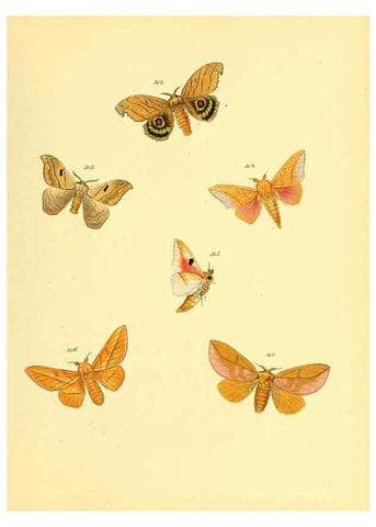 Reproducción/Reproduction 6139892551: Sammlung neuer oder wenig bekannter aussereuropäischer Schmetterlinge. Bd.1. Regensburg :G.J. Manz,1850/1858 [i.e. 1858-1869]
