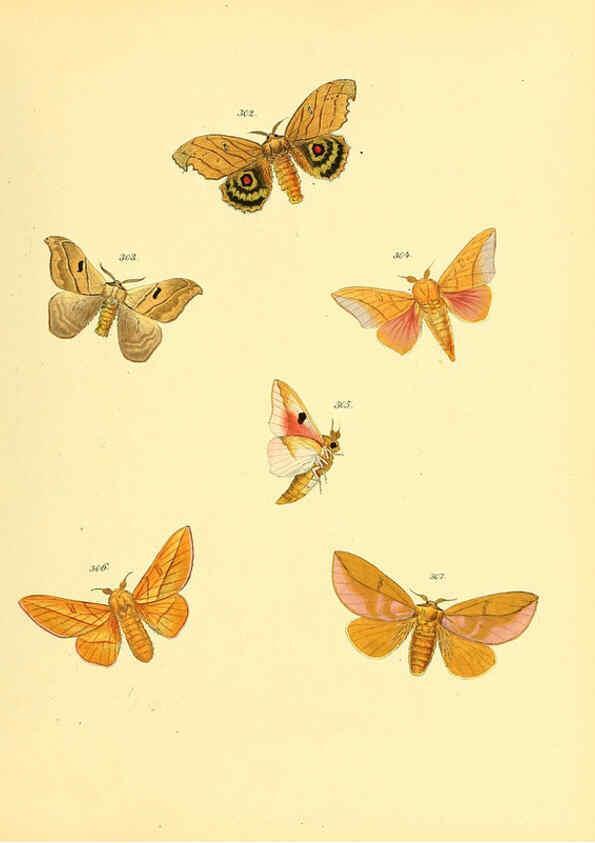 Reproducción/Reproduction 6139892551: Sammlung neuer oder wenig bekannter aussereuropäischer Schmetterlinge. Bd.1. Regensburg :G.J. Manz,1850/1858 [i.e. 1858-1869]
