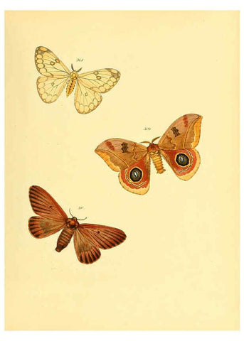 Reproducción/Reproduction 6140444308: Sammlung neuer oder wenig bekannter aussereuropäischer Schmetterlinge. Bd.1. Regensburg :G.J. Manz,1850/1858 [i.e. 1858-1869]