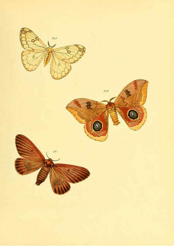 Reproducción/Reproduction 6140444308: Sammlung neuer oder wenig bekannter aussereuropäischer Schmetterlinge. Bd.1. Regensburg :G.J. Manz,1850/1858 [i.e. 1858-1869]