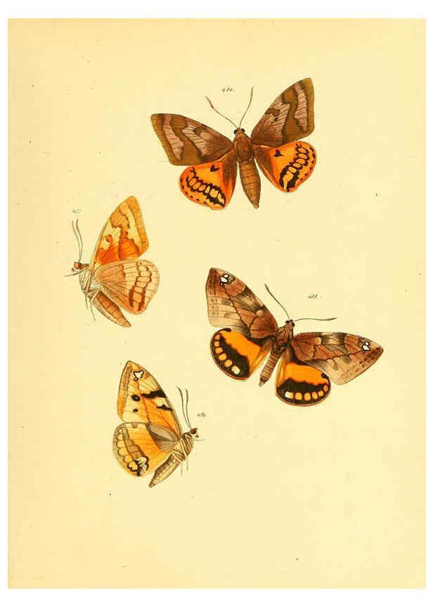 Reproducción/Reproduction 6140463588: Sammlung neuer oder wenig bekannter aussereuropäischer Schmetterlinge. Bd.1. Regensburg :G.J. Manz,1850/1858 [i.e. 1858-1869]