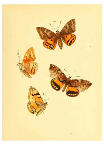 Reproducción/Reproduction 6140463588: Sammlung neuer oder wenig bekannter aussereuropäischer Schmetterlinge. Bd.1. Regensburg :G.J. Manz,1850/1858 [i.e. 1858-1869]
