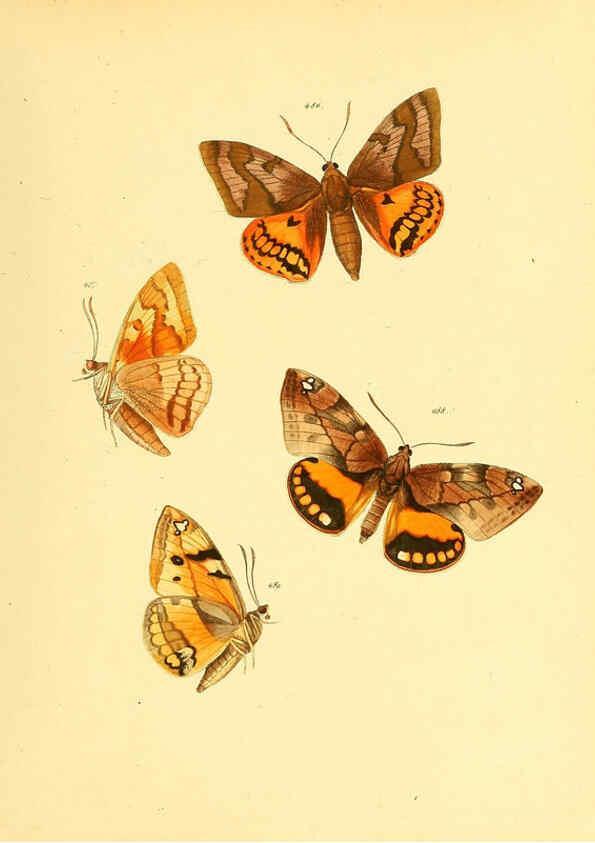 Reproducción/Reproduction 6140463588: Sammlung neuer oder wenig bekannter aussereuropäischer Schmetterlinge. Bd.1. Regensburg :G.J. Manz,1850/1858 [i.e. 1858-1869]