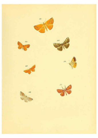 Reproducción/Reproduction 6140444676: Sammlung neuer oder wenig bekannter aussereuropäischer Schmetterlinge. Bd.1. Regensburg :G.J. Manz,1850/1858 [i.e. 1858-1869]