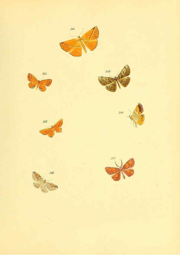 Reproducción/Reproduction 6140444676: Sammlung neuer oder wenig bekannter aussereuropäischer Schmetterlinge. Bd.1. Regensburg :G.J. Manz,1850/1858 [i.e. 1858-1869]