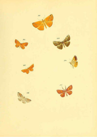Reproducción/Reproduction 6140444676: Sammlung neuer oder wenig bekannter aussereuropäischer Schmetterlinge. Bd.1. Regensburg :G.J. Manz,1850/1858 [i.e. 1858-1869]