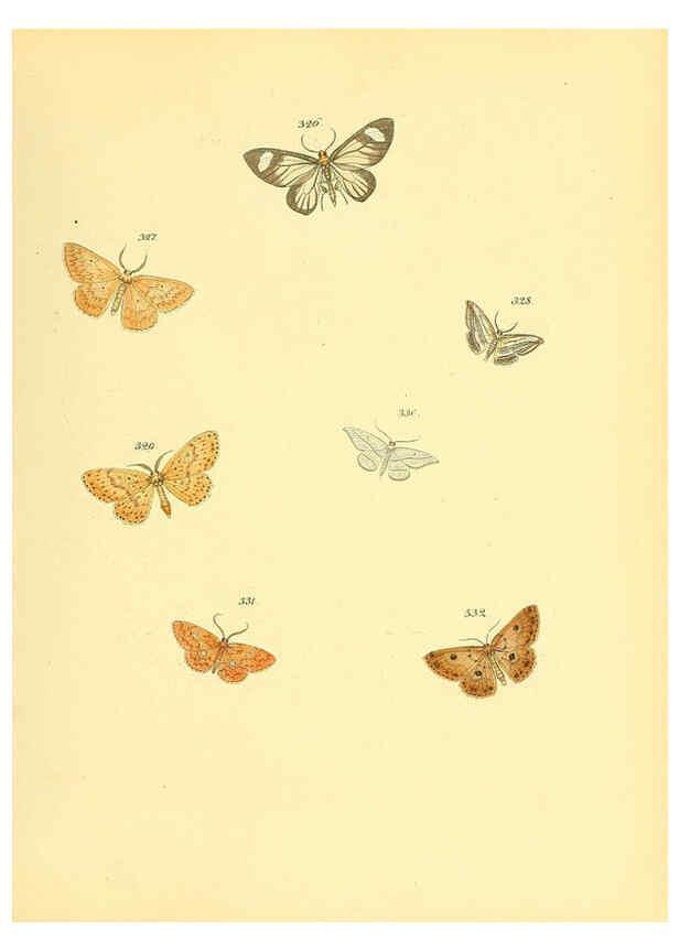 Reproducción/Reproduction 6139894371: Sammlung neuer oder wenig bekannter aussereuropäischer Schmetterlinge. Bd.1. Regensburg :G.J. Manz,1850/1858 [i.e. 1858-1869]