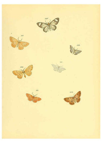 Reproducción/Reproduction 6139894371: Sammlung neuer oder wenig bekannter aussereuropäischer Schmetterlinge. Bd.1. Regensburg :G.J. Manz,1850/1858 [i.e. 1858-1869]