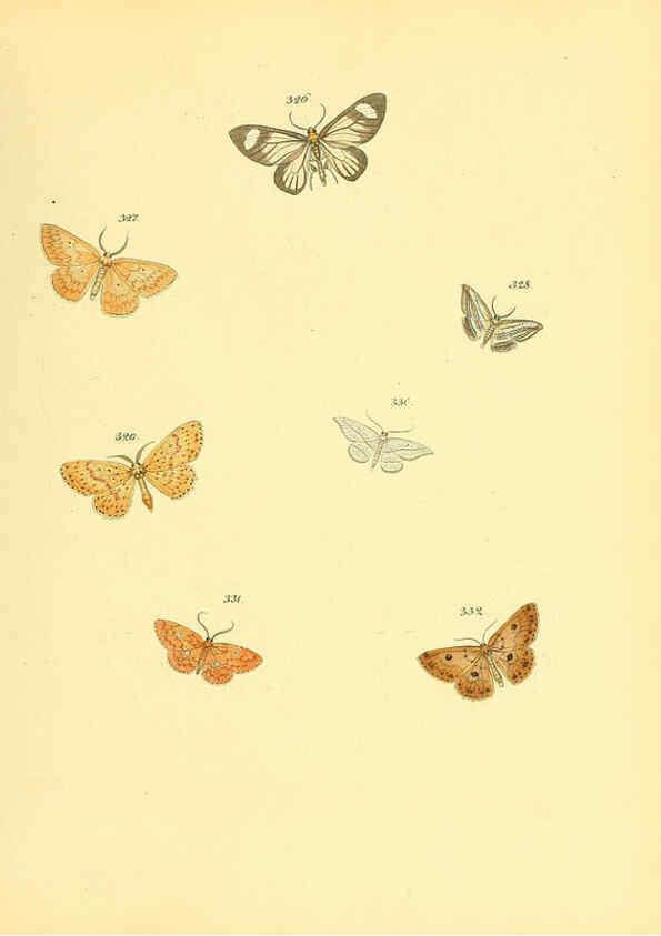 Reproducción/Reproduction 6139894371: Sammlung neuer oder wenig bekannter aussereuropäischer Schmetterlinge. Bd.1. Regensburg :G.J. Manz,1850/1858 [i.e. 1858-1869]