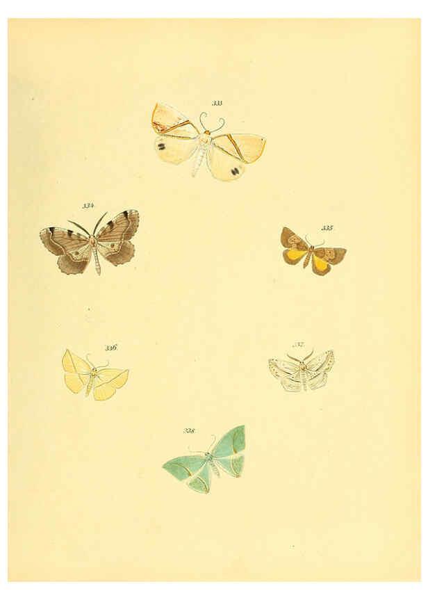 Reproducción/Reproduction 6140446156: Sammlung neuer oder wenig bekannter aussereuropäischer Schmetterlinge. Bd.1. Regensburg :G.J. Manz,1850/1858 [i.e. 1858-1869]