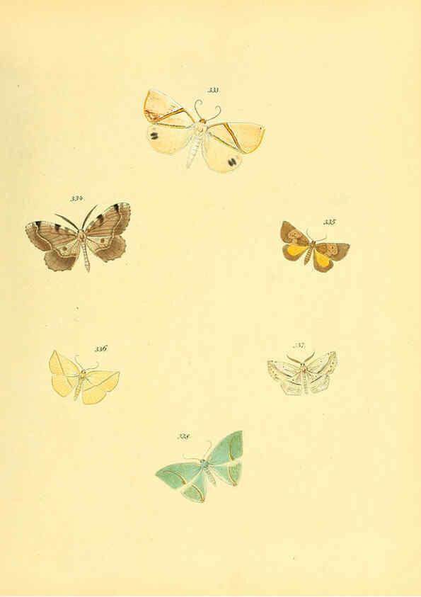 Reproducción/Reproduction 6140446156: Sammlung neuer oder wenig bekannter aussereuropäischer Schmetterlinge. Bd.1. Regensburg :G.J. Manz,1850/1858 [i.e. 1858-1869]