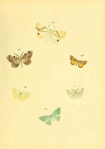 Reproducción/Reproduction 6140446156: Sammlung neuer oder wenig bekannter aussereuropäischer Schmetterlinge. Bd.1. Regensburg :G.J. Manz,1850/1858 [i.e. 1858-1869]