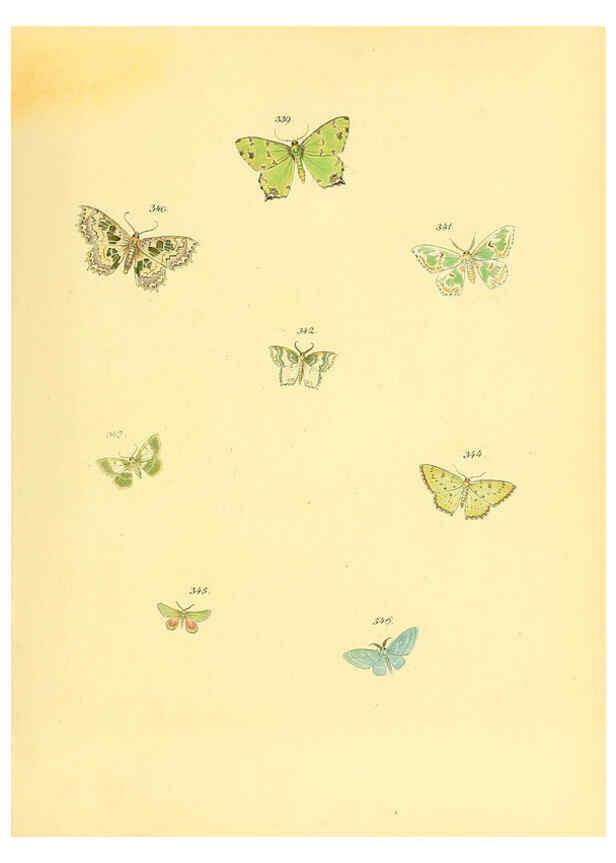 Reproducción/Reproduction 6140446516: Sammlung neuer oder wenig bekannter aussereuropäischer Schmetterlinge. Bd.1. Regensburg :G.J. Manz,1850/1858 [i.e. 1858-1869]