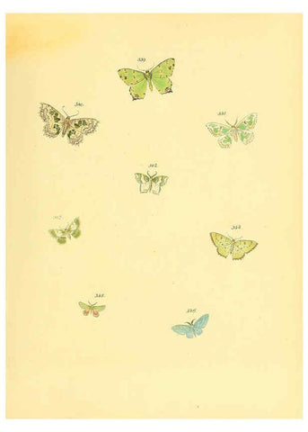 Reproducción/Reproduction 6140446516: Sammlung neuer oder wenig bekannter aussereuropäischer Schmetterlinge. Bd.1. Regensburg :G.J. Manz,1850/1858 [i.e. 1858-1869]