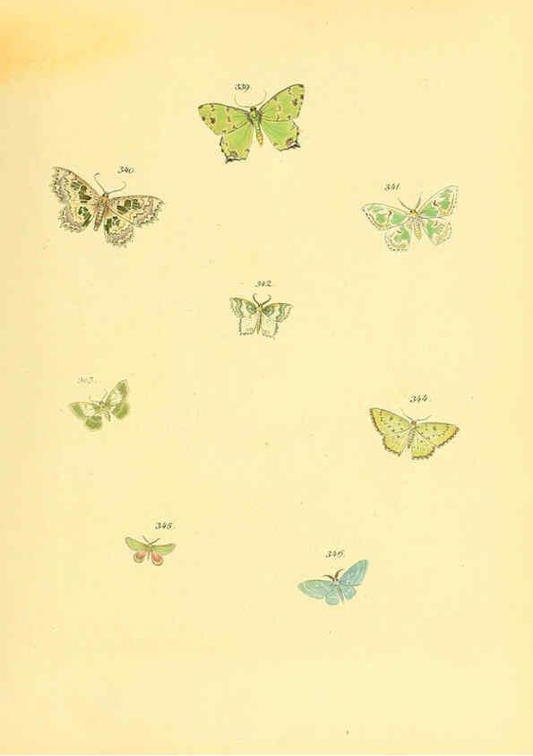 Reproducción/Reproduction 6140446516: Sammlung neuer oder wenig bekannter aussereuropäischer Schmetterlinge. Bd.1. Regensburg :G.J. Manz,1850/1858 [i.e. 1858-1869]