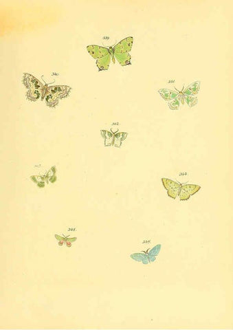 Reproducción/Reproduction 6140446516: Sammlung neuer oder wenig bekannter aussereuropäischer Schmetterlinge. Bd.1. Regensburg :G.J. Manz,1850/1858 [i.e. 1858-1869]
