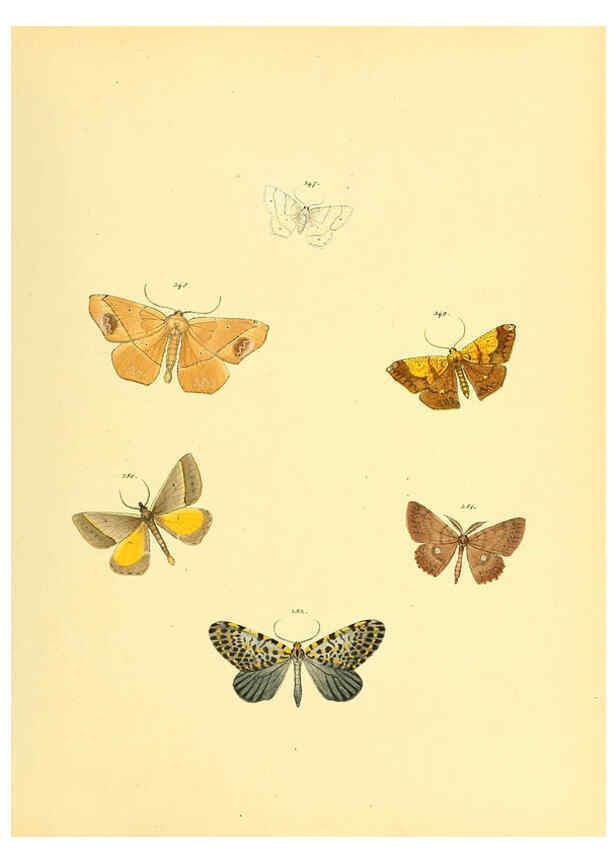 Reproducción/Reproduction 6139895501: Sammlung neuer oder wenig bekannter aussereuropäischer Schmetterlinge. Bd.1. Regensburg :G.J. Manz,1850/1858 [i.e. 1858-1869]