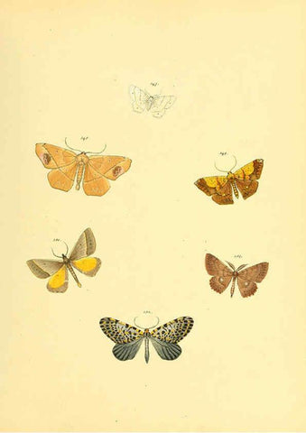 Reproducción/Reproduction 6139895501: Sammlung neuer oder wenig bekannter aussereuropäischer Schmetterlinge. Bd.1. Regensburg :G.J. Manz,1850/1858 [i.e. 1858-1869]