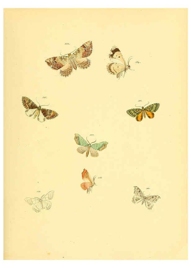 Reproducción/Reproduction 6140447446: Sammlung neuer oder wenig bekannter aussereuropäischer Schmetterlinge. Bd.1. Regensburg :G.J. Manz,1850/1858 [i.e. 1858-1869]