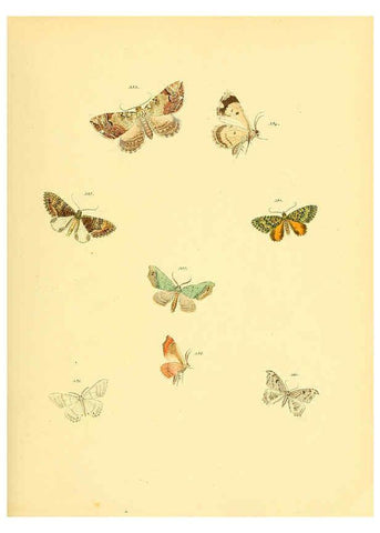 Reproducción/Reproduction 6140447446: Sammlung neuer oder wenig bekannter aussereuropäischer Schmetterlinge. Bd.1. Regensburg :G.J. Manz,1850/1858 [i.e. 1858-1869]
