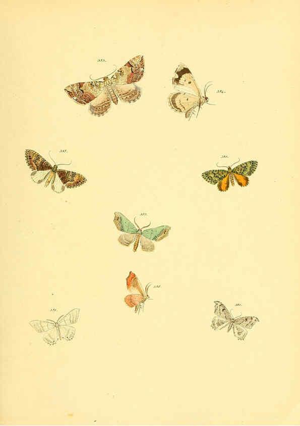 Reproducción/Reproduction 6140447446: Sammlung neuer oder wenig bekannter aussereuropäischer Schmetterlinge. Bd.1. Regensburg :G.J. Manz,1850/1858 [i.e. 1858-1869]