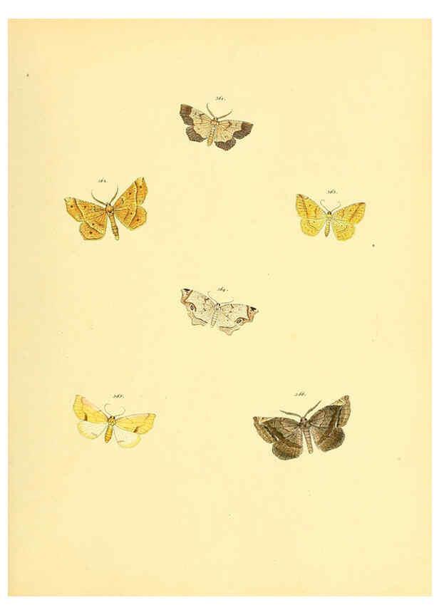 Reproducción/Reproduction 6139905495: Sammlung neuer oder wenig bekannter aussereuropäischer Schmetterlinge. Bd.1. Regensburg :G.J. Manz,1850/1858 [i.e. 1858-1869]