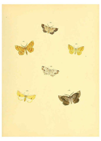 Reproducción/Reproduction 6139905495: Sammlung neuer oder wenig bekannter aussereuropäischer Schmetterlinge. Bd.1. Regensburg :G.J. Manz,1850/1858 [i.e. 1858-1869]