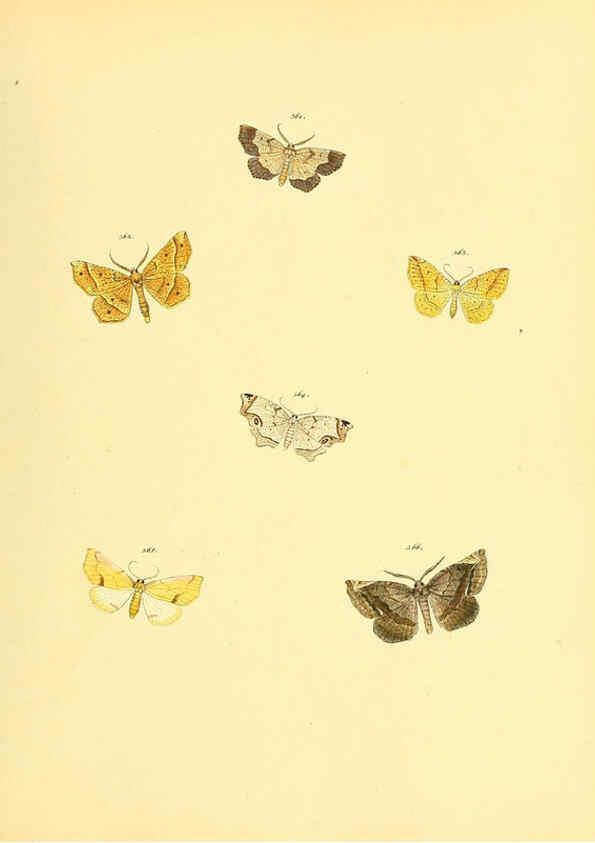 Reproducción/Reproduction 6139905495: Sammlung neuer oder wenig bekannter aussereuropäischer Schmetterlinge. Bd.1. Regensburg :G.J. Manz,1850/1858 [i.e. 1858-1869]