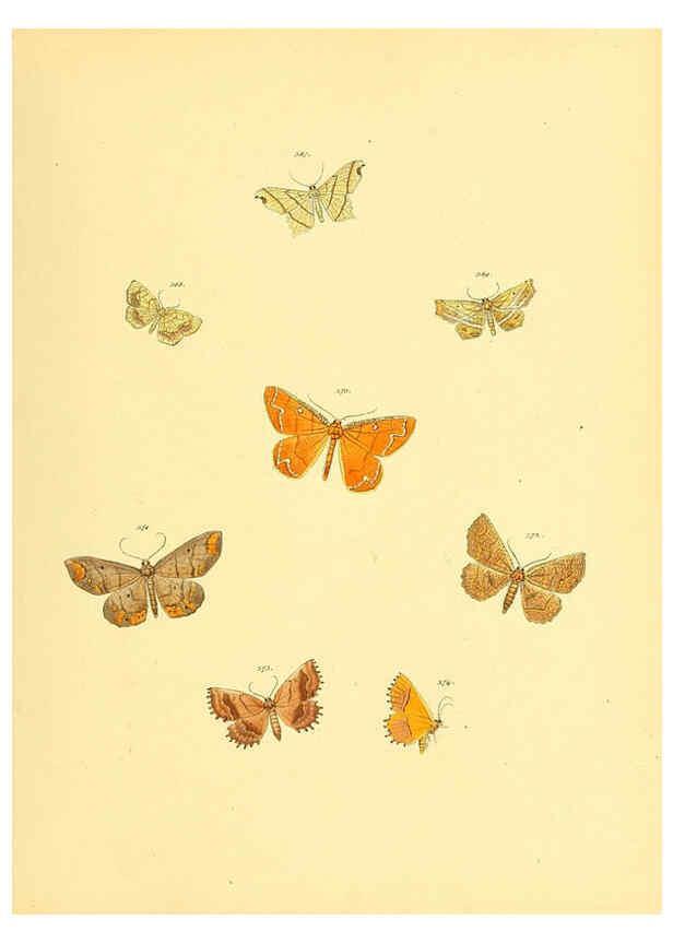 Reproducción/Reproduction 6139905825: Sammlung neuer oder wenig bekannter aussereuropäischer Schmetterlinge. Bd.1. Regensburg :G.J. Manz,1850/1858 [i.e. 1858-1869]