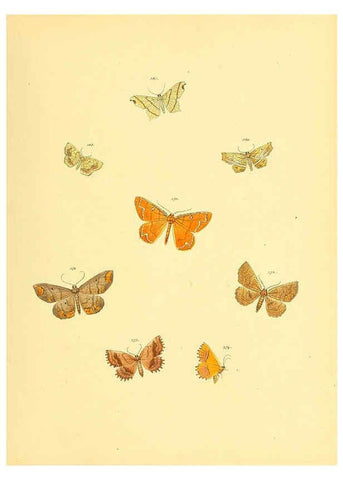 Reproducción/Reproduction 6139905825: Sammlung neuer oder wenig bekannter aussereuropäischer Schmetterlinge. Bd.1. Regensburg :G.J. Manz,1850/1858 [i.e. 1858-1869]